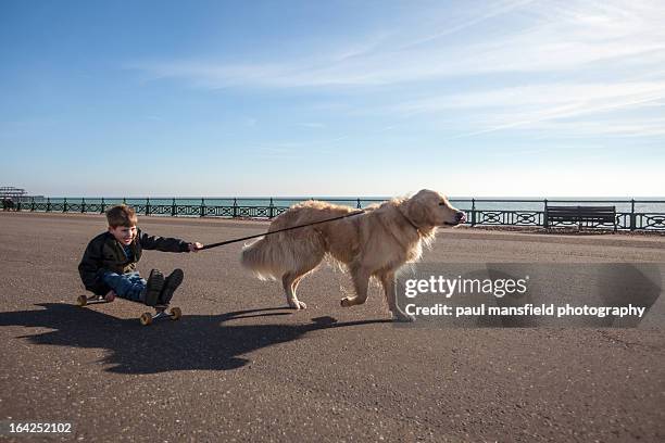 boy on skateboard being pulled by dog - golden retriever stock pictures, royalty-free photos & images