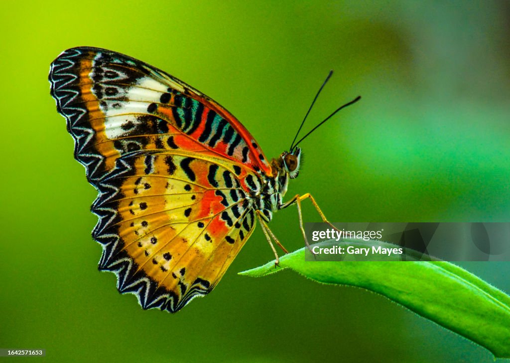 Beautiful Butterfly orange red yellow on leaf