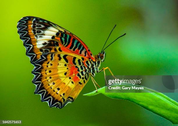 beautiful butterfly orange red yellow on leaf - pollination stock pictures, royalty-free photos & images