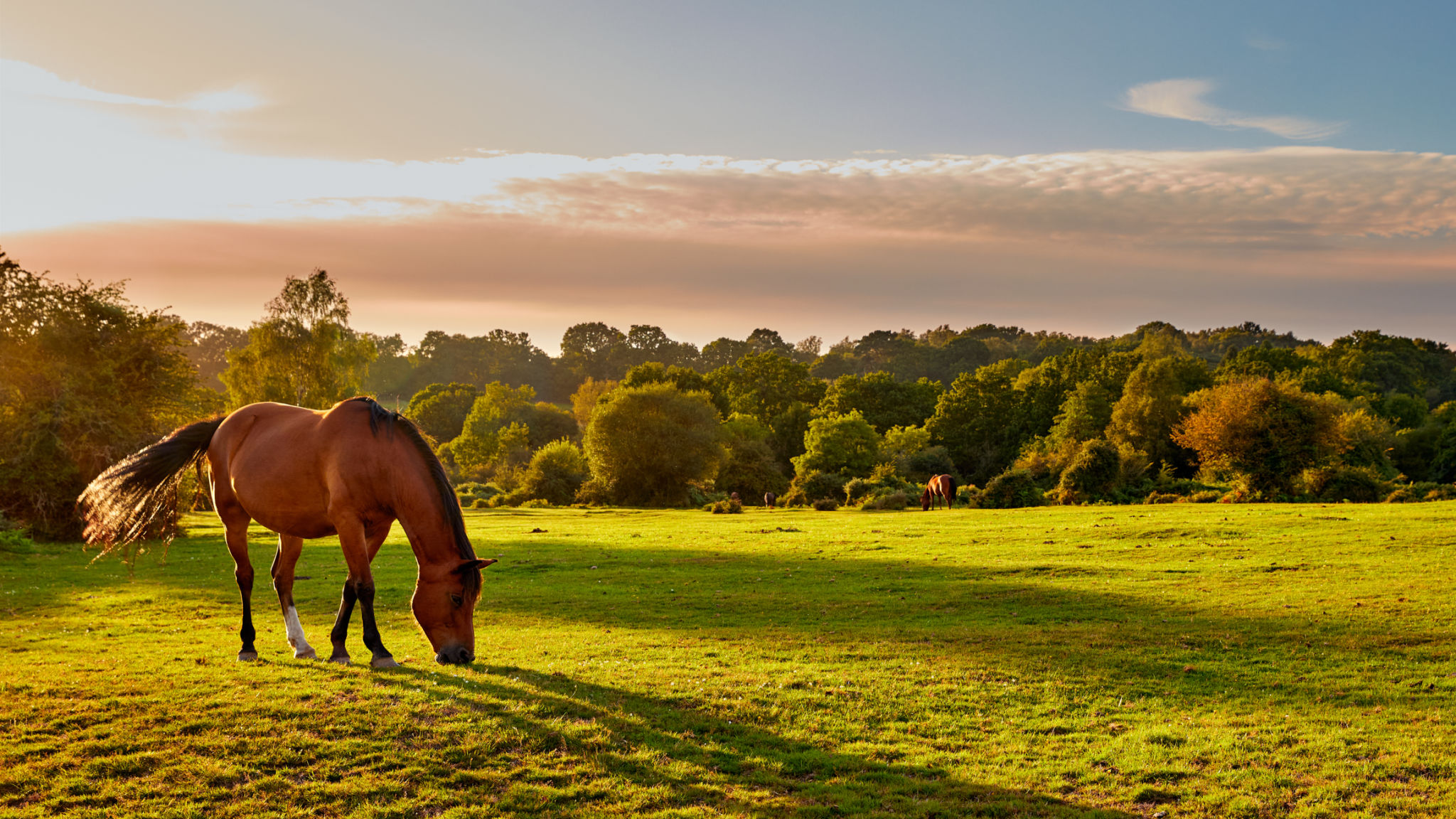 horse summer