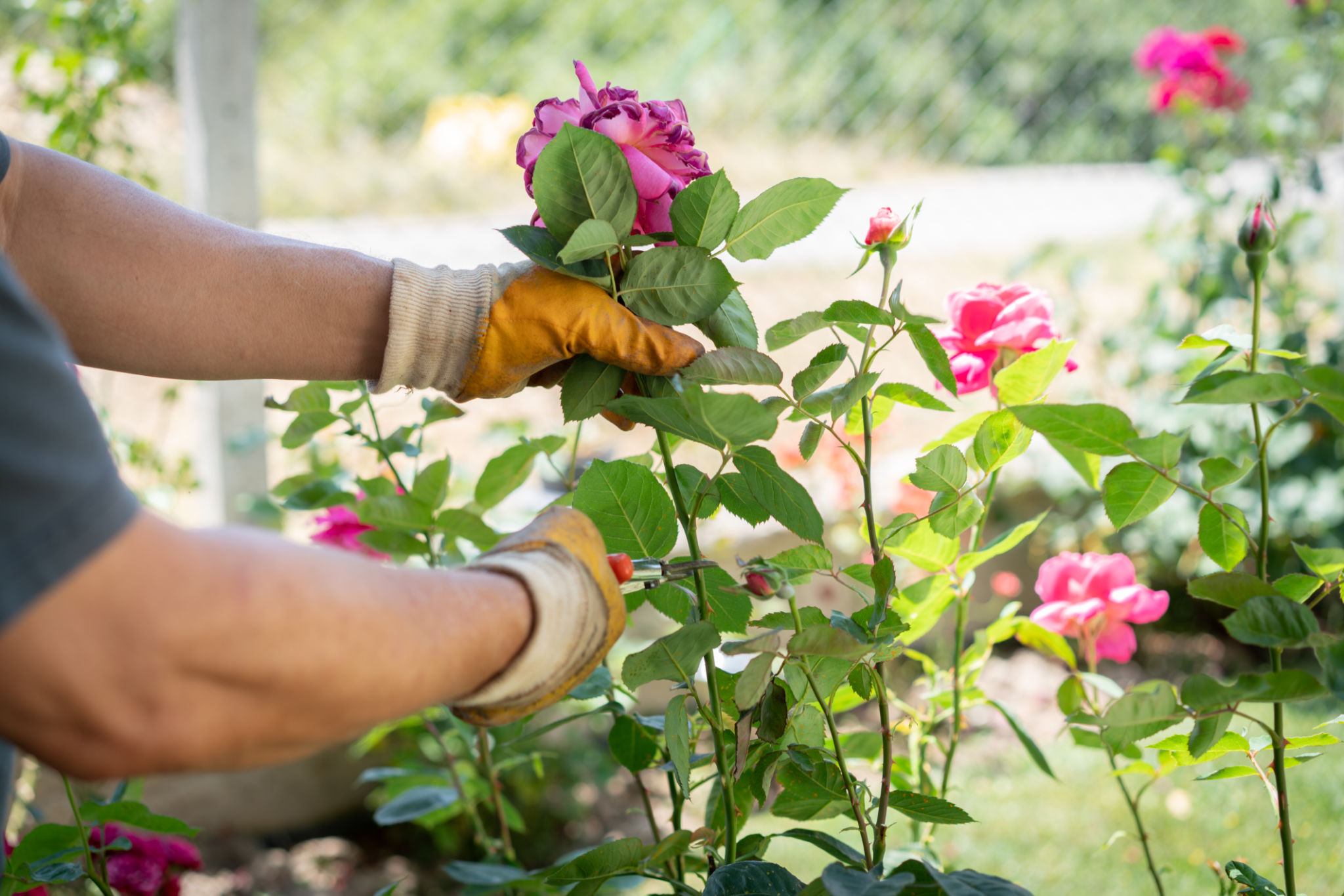 pruning technique
