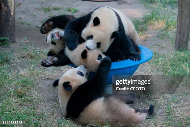 Pandas play at a zoo in Chongqing, China, September 3, 2023.