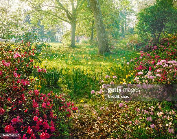 bright nebbia luce solare attraverso azalea e narciso giardino - fiore foto e immagini stock