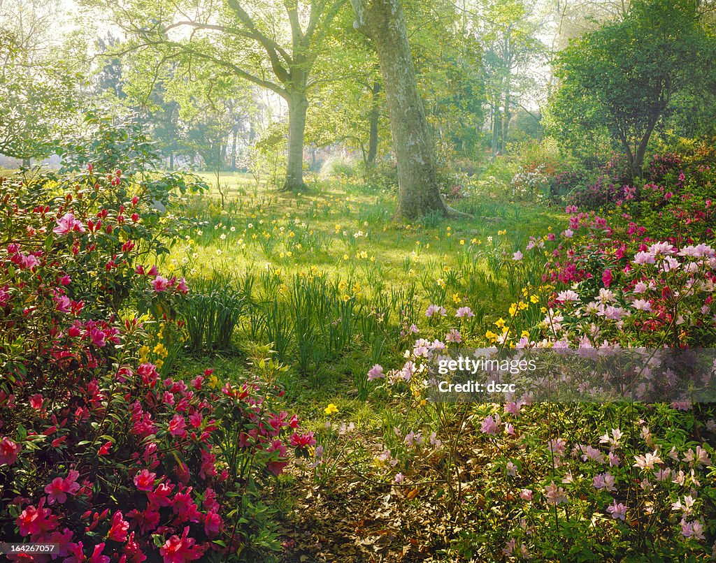 Bright hazy sunlight through azalea and daffodil garden