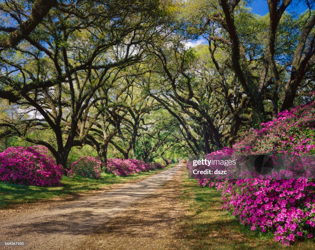 Road lined with Azaleas and Live Oak tree canopy, Louisiana