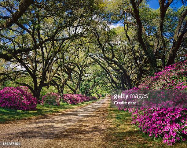 road lined with azaleas and live oak tree canopy, louisiana - live oak tree stock pictures, royalty-free photos & images