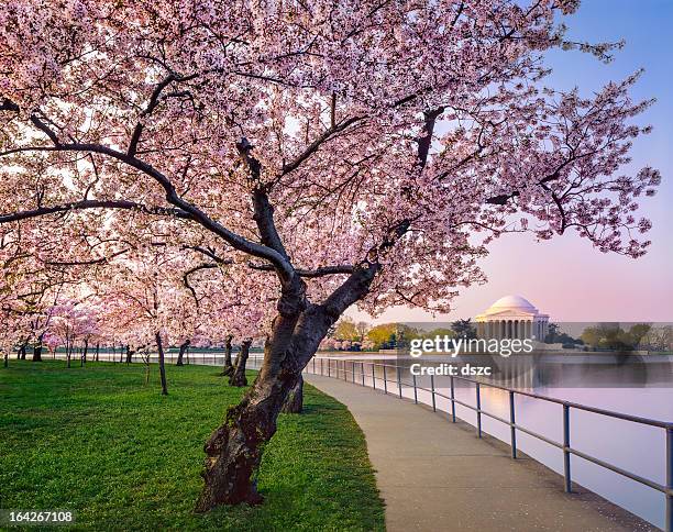 washington dc cherry trees, footpath, tidal basin lake, jefferson memorial - washington dc stock pictures, royalty-free photos & images