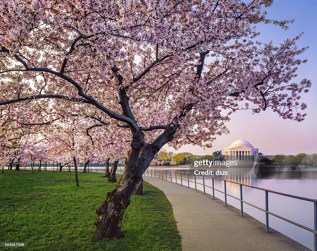 Washington DC cherry trees, footpath, Tidal Basin lake, Jefferson Memorial