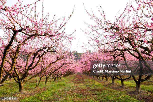 pesco frutteto - fiore di pesco foto e immagini stock