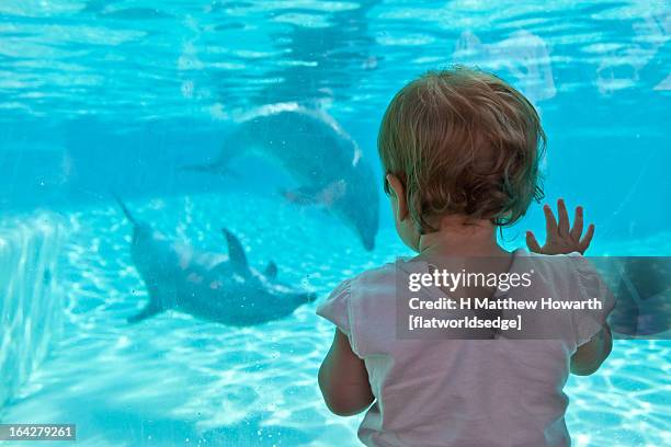 one year old girl watching dolphins - baby dolphin stock-fotos und bilder