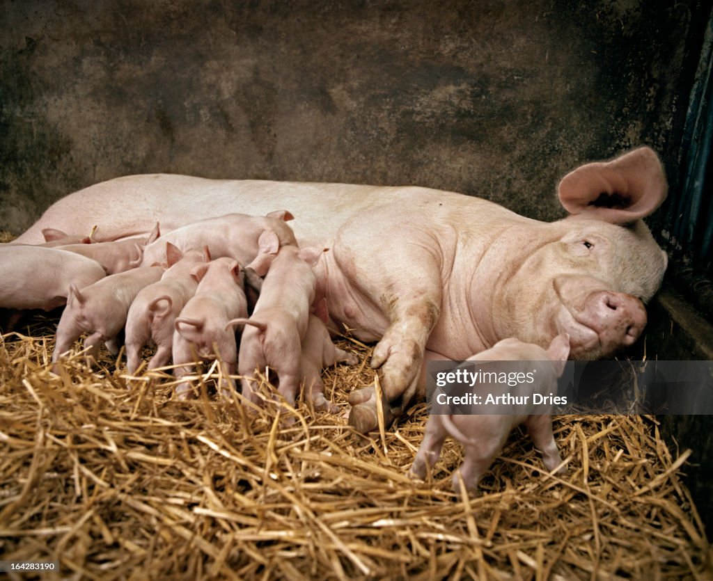 Mother pig with piglets