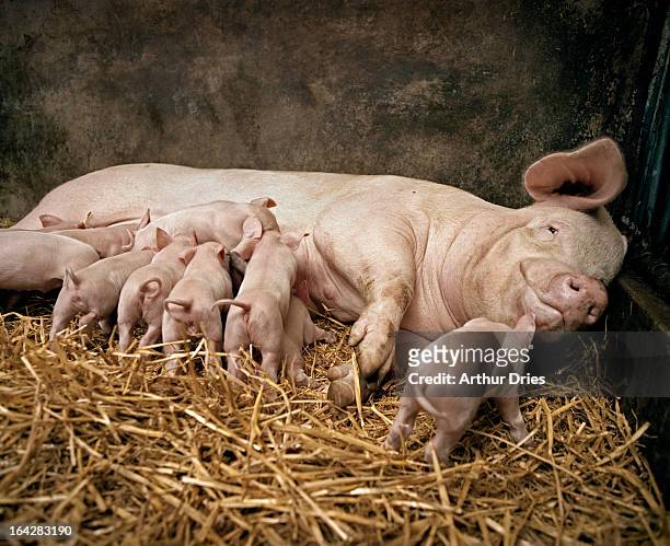 mother pig with piglets - piglet bildbanksfoton och bilder