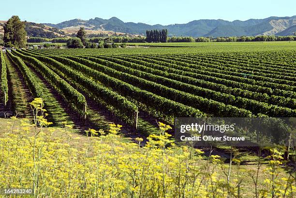 new zealand vineyard - gisborne stock pictures, royalty-free photos & images