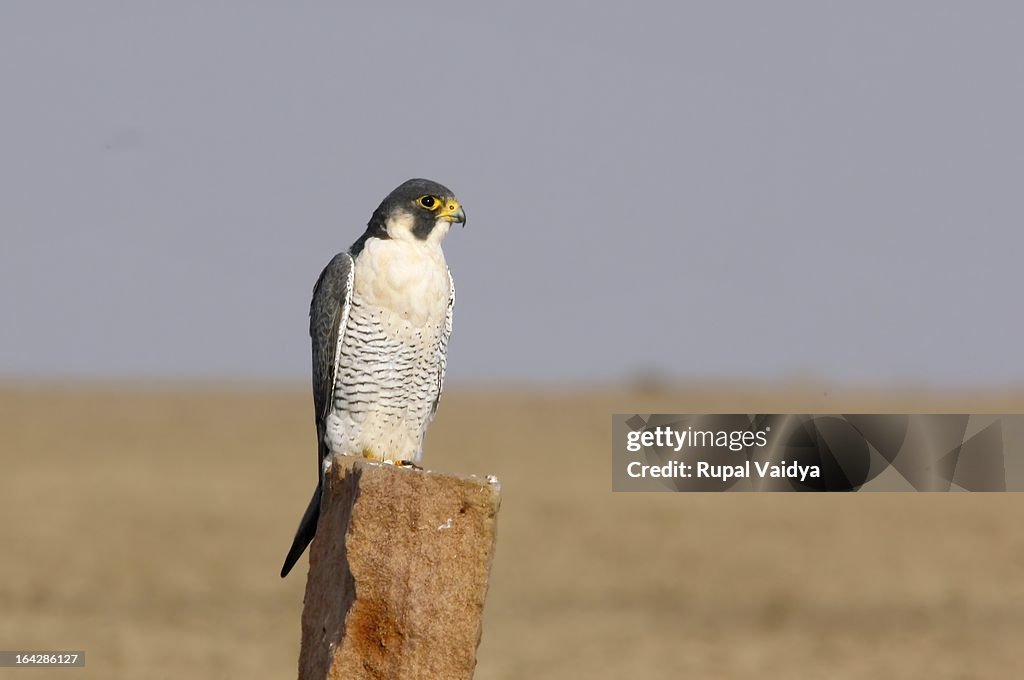 Peregrine Falcon (Falco peregrinus) - Falconidae