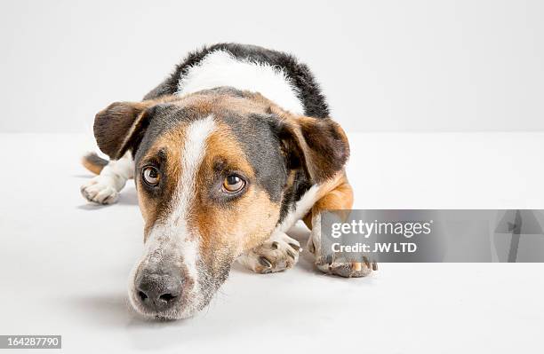 beagle cross, bassett studio dog, white background - beagle stockfoto's en -beelden