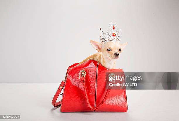 chihuahua inside red hand bag, wearing tiara - handtas stockfoto's en -beelden