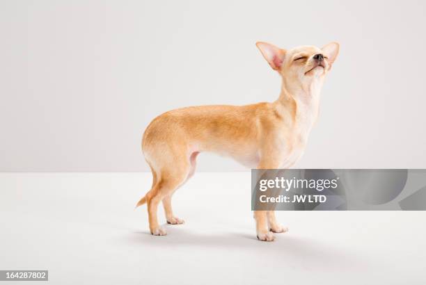 chihuahua sniffing food, studio, grey background - oler fotografías e imágenes de stock