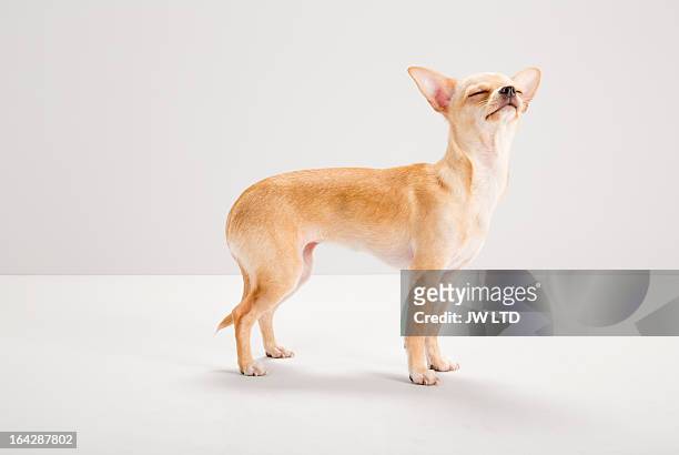 chihuahua sniffing food, studio, grey background - animal sniffing stockfoto's en -beelden