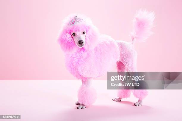 miniature pink poodle, pink poodle,studio - プードル ストックフォトと画像