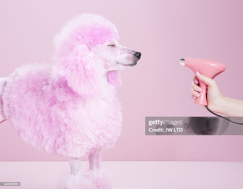 Miniature Pink poodle,poodle, pink pampered poodle