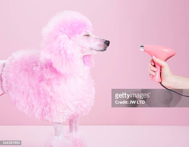 miniature pink poodle,poodle, pink pampered poodle - indulgence stockfoto's en -beelden