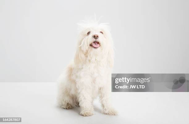 white havanese dog, looking to camera, studio - dog with long hair stock pictures, royalty-free photos & images