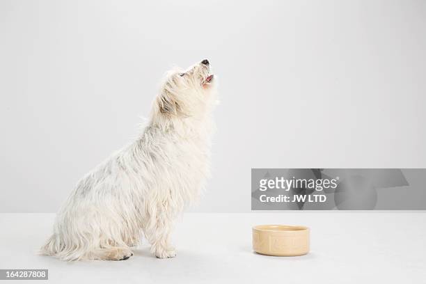 west highland white terrier, mixed breed, studio - recipiente para la comida del animal fotografías e imágenes de stock