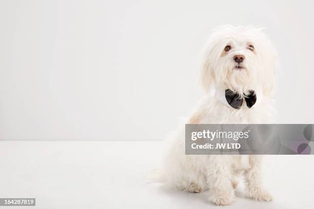 white havanese, wearing black dicky bow - 蝶ネクタイ ストックフォトと画像