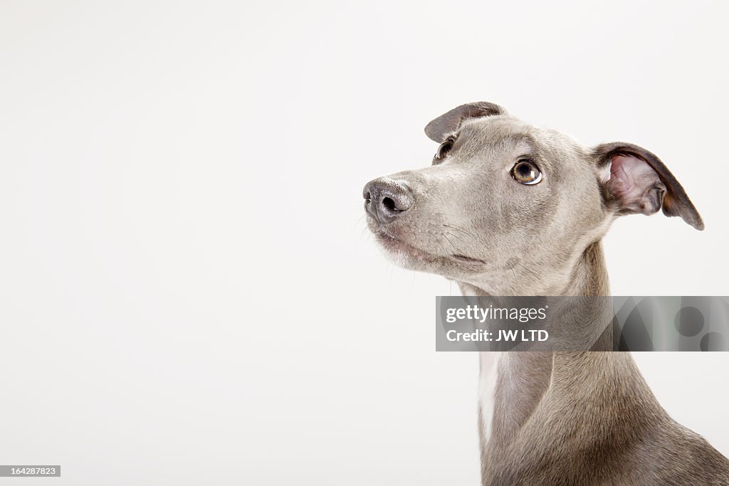 Whippet looking up in profile