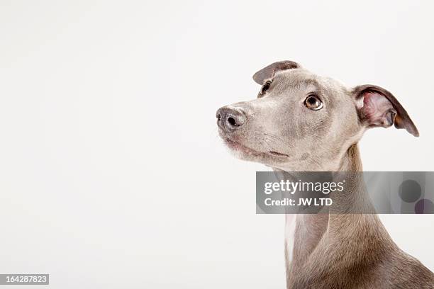 whippet looking up in profile - begging animal behavior stock pictures, royalty-free photos & images