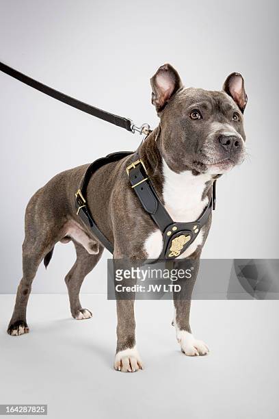 staffordshire bull terrier looking up, - pure bred dog stock pictures, royalty-free photos & images