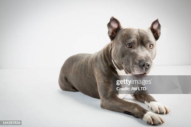 staffordshire bull terrier, studio - staffordshire bull terrier stock pictures, royalty-free photos & images