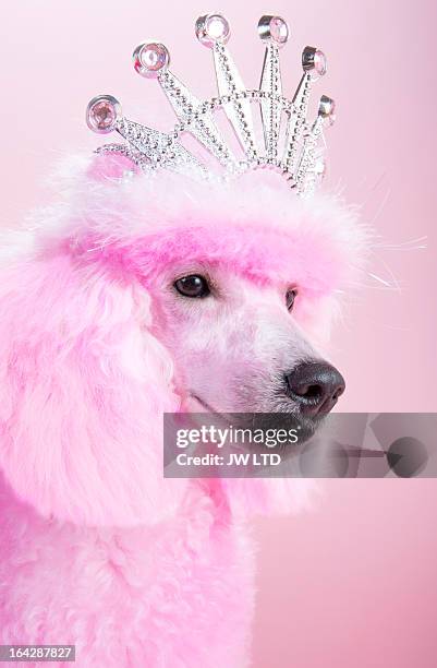 miniature pink poodle,pink poodle, wearing tiara - dog tiara stock pictures, royalty-free photos & images