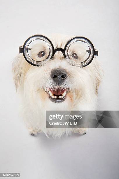 west highland white terrier, mixed breed, studio - gafas con marco grueso fotografías e imágenes de stock