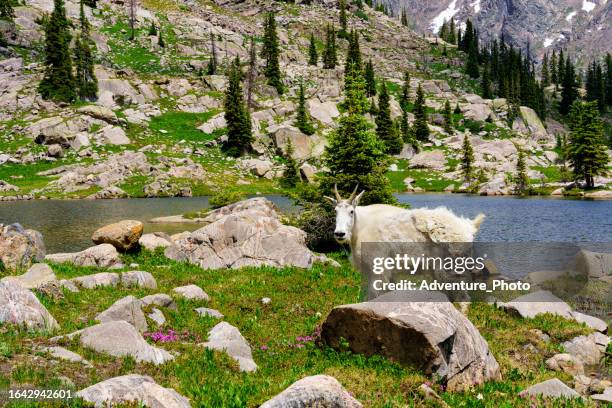 mountain goat at high altitude lake - vail colorado stock pictures, royalty-free photos & images