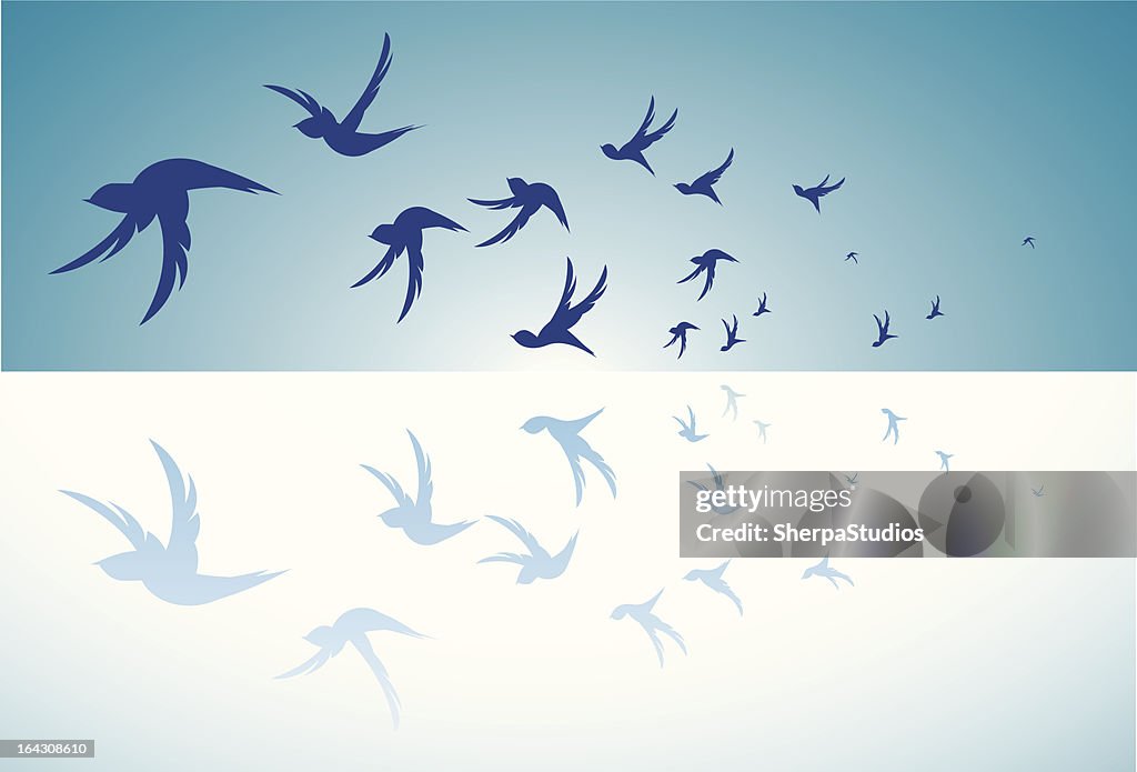 Birds Flying
