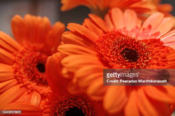 orange transvaal daisy or gerbera. - transvaal province stock pictures, royalty-free photos & images