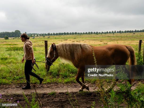 Woman is seen walking with her horse while the thousands of participants are walking the 76 edition of the Airborne walking march, organized around...