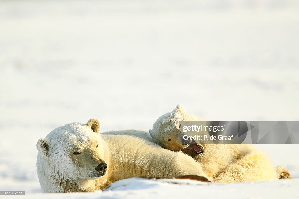 Polar bear