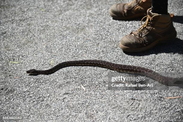 carpet python snake crawling the ground - jungle carpet python stock pictures, royalty-free photos & images