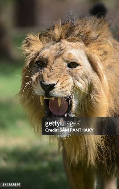 Seven year old Asiatic lion, Ambar roars from inside his open enclosure at the Kamla Nehru Zoological Garden in Ahmedabad on March 23, 2013. Gir...