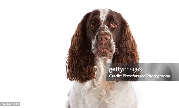 springer spaniel head shot - american springer spaniel stockfoto's en -beelden