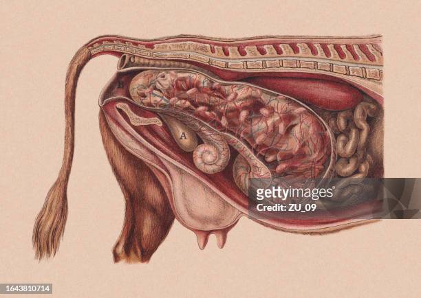 normalstellung des kalbes kurz vor der geburt, chromolithographie, 1898 - animal uterus stock-grafiken, -clipart, -cartoons und -symbole