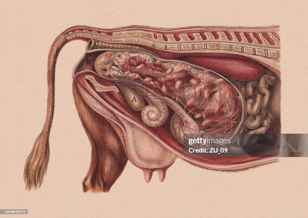 Normal Calving Position Normal Position Of The Calf Just Before Birth Chromolithograph 1898 ...