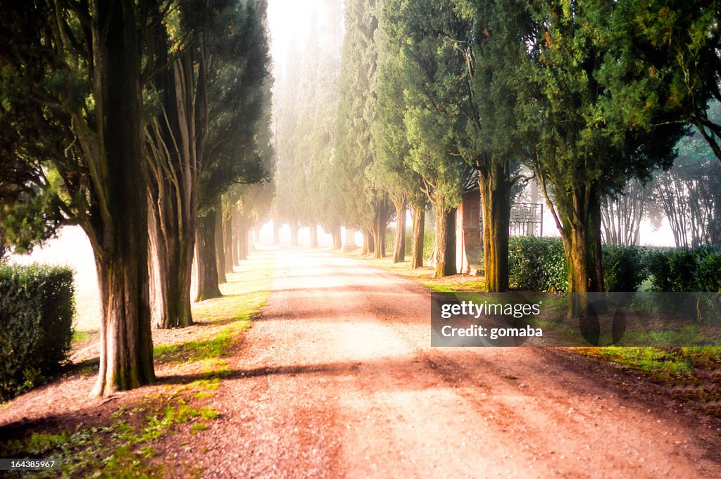 Early Morning in Tuscany