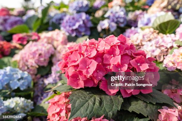 flowers are abundant in hydrangea flower beds in gardens. - hydrangea border stockfoto's en -beelden