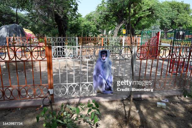 Life-size cut-outs of black-faced langur monkeys placed at a barricade to scare small monkeys who could cause havoc ahead of the Group of 20 summit...