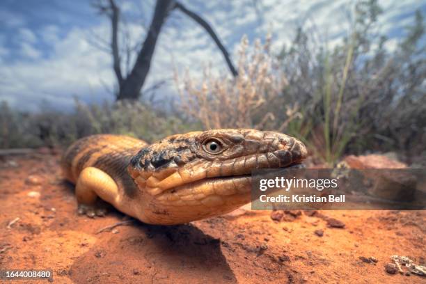 a closeup portrait of a wild western bluetongue lizard (tiliqua occipitalis) from the arid outback of australia - reptile bluetongue foto e immagini stock