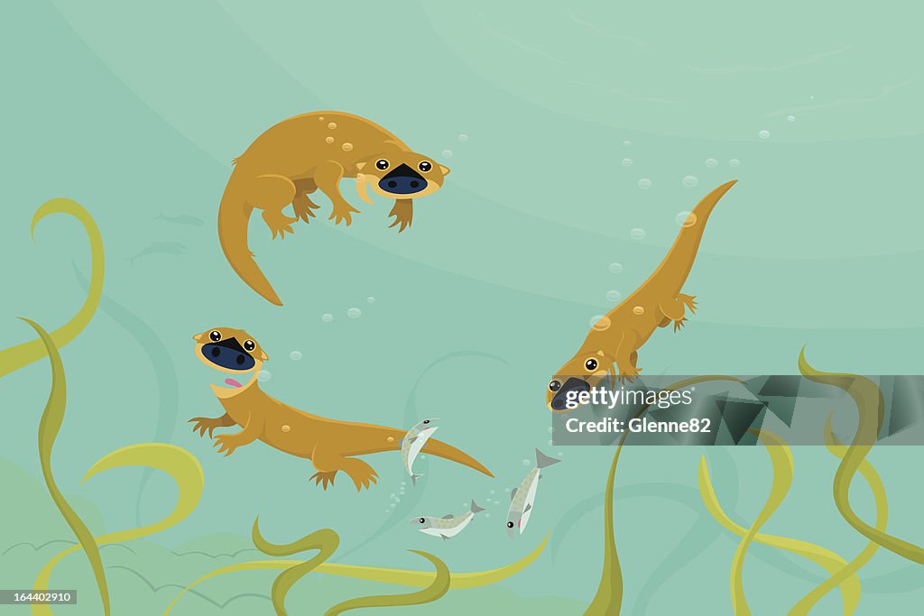 Swimming Otters