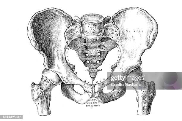 pelvis (male) - crotch stock illustrations